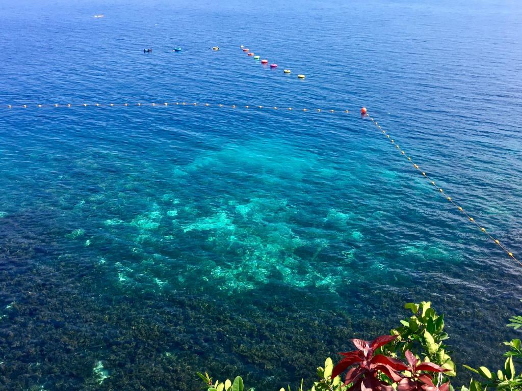 Sardine Run